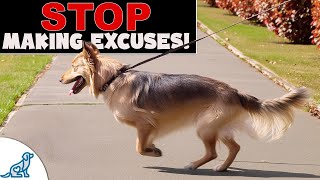 10 Excuses Ruining Your Loose Leash Walking Training [upl. by Cinimod710]