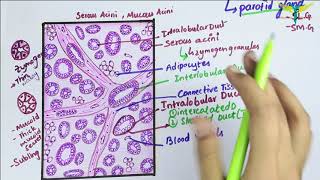 Histology of Parotid Gland\ Serous Salivary Gland Histology [upl. by Marcy885]