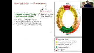 BIO415 Developmental Biology L5 part1 Tariq [upl. by Lantha]