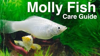 Molly Fish Care  Species Profile [upl. by Gibbon]