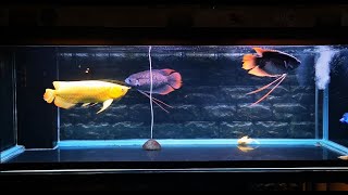 Arowana vs Giant Gourami  Best 5 Arowana Community Tank Mates [upl. by Sudbury]