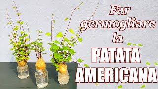 🍠➡🌱 Far germogliare la PATATA AMERICANA patata dolce e ottenere una PIANTA ORNAMENTALE [upl. by Marleen692]