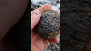 fossilhunting on the Yorkshire Jurassic coast for dactylioceras ammonite fossil [upl. by Nalym20]