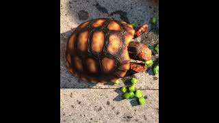 South American Cherry Head Red Foot Tortoise Hatchling [upl. by Eniamahs682]