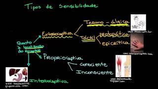 1 Tipos de sensibilidade [upl. by Homans]