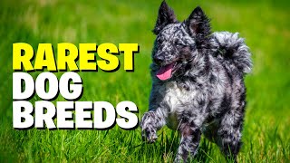 Top 10 Rarest Dog Breeds [upl. by Groome855]