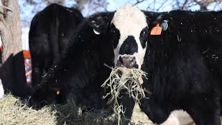 Managing Cattle Through an Arctic Blast [upl. by Tonnie]