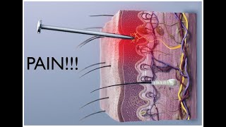 Introduction to Neuroscience 2 Lecture 6 Pain and Temperature [upl. by Sheelagh284]