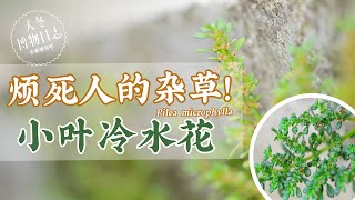 小叶冷水花  花盆杂草【天冬博物日志】 [upl. by Darya]