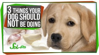 3 Things Your Dog Should Not Be Doing [upl. by Colt479]