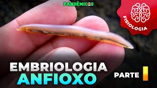 Embriologia do Anfioxo parte 14 [upl. by Homerus]