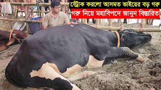 স্ট্রোক করলো আসমত ভাইয়ের ৭ লাখ টাকার বড় গরু বাংলার বস কিনতে আসলো কসাই জানুন বিস্তারিত Gabtoli haat [upl. by Kristan]