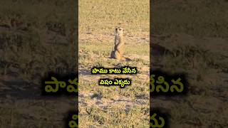 I saw Rare Meerkats in Africa bayyasunnyyadav bsy [upl. by Gilles]