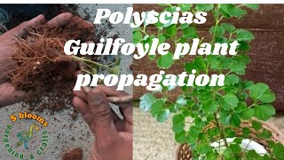 Polyscias Guilfoylepolyscias Guilfoyle plant propagation through stemcuttingsGeranium Aralia plant [upl. by Notnef635]