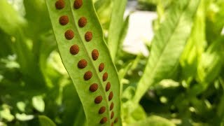 Propagating Ferns from Spores – Family Plot [upl. by Veda]