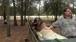 Boer Goats NatureWalk Ranch Brooksville Fla [upl. by Rothenberg]