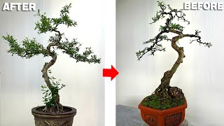 Trim and reshape the bonsai tree to make it neater and more graceful [upl. by Llednew]