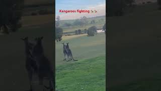 kangaroos fighting animals australia kangaroo [upl. by Hidie]