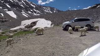 Mountain Goats at Blue Lakes  Breckenridge Colorado [upl. by Obola]