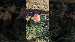 California Poppies in various colors blooming in the orchard in October [upl. by Arak888]