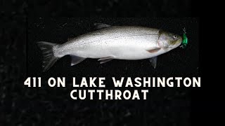 Lake Washington Cutthroat Trout [upl. by Ecaidnac]