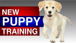 First Time Puppy Training with Rosie [upl. by Mckale]