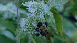 Hoary Mountain Mint  Native Plant Profile [upl. by Margarita]