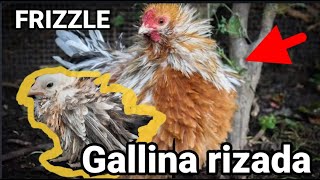 Gallinas Rizadas o Crespas  Frizzle o charapa [upl. by Anair]