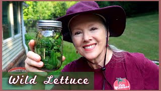 How to make Wild Lettuce TINCTURE for pain amp sleep [upl. by Paris]