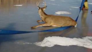 Saving Deer off of ice [upl. by Llenil]