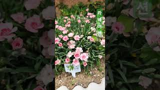 카네이션 카네이션 carnation Dianthus caryophyllus [upl. by Eddra]