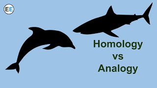 Evidence for evolution homology and analogy [upl. by Obla]