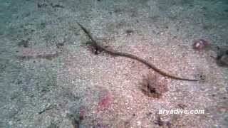 실고기Syngnathus schlegeli Pipefish Seaweed pipefish Pacific pipefish [upl. by Cully]