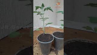 Tomate Cereja Orgânico🍒 tomate cereja orgânico gardening shorts reels diy garden jrgarden [upl. by Karon]