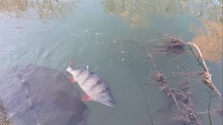 Just out of view trip 261fishing with a maggot feeder to the far side on a crisp winters afternoon [upl. by Aldos]