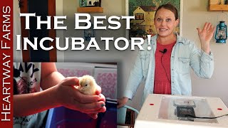 Incubator Review Comparison  Hatching and Raising Chickens  Food Security During Egg Shortage [upl. by Llerred]