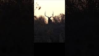 NEW EPISODE Just Dropped muzzleloaderelk elkhunting elkhunt idahoelkhunting publiclandhunting [upl. by Letnwahs]