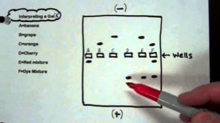 How to read your gel electrophoresis results using dyes [upl. by Gratt]