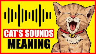 9 Sounds Cats Make And What They Mean [upl. by Trebleht]