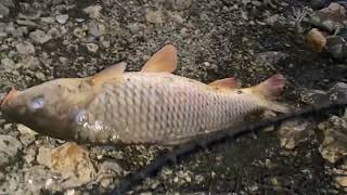 Carp fishing at Lake Kaweah 10242022 [upl. by Terchie]