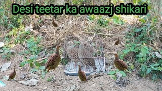 Desi teetar ka awaazj paaltu teetar voice pahadi teetr ka shikar dhorte iccha teetr ka awaaz [upl. by Aicenek239]