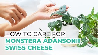 HOUSEPLANT CARE TIPS  HOW TO CARE FOR MONSTERA ADANSONII SWISS CHEESE [upl. by Annetta929]