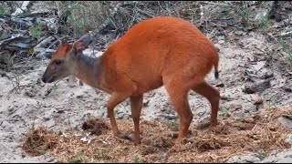 Red forest duiker Cephalophus natalensis at Tembe Elephant Park africam  exploreorg [upl. by Niowtna648]