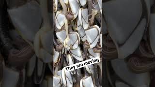 Gooseneck Barnacles Move on Their Own oregoncoast barnacles [upl. by Naihr]