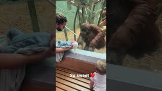 The orangutan wanted to see my baby￼ [upl. by Intyre]