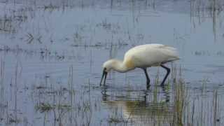 How a Spoonbill eats Lepelaar op Terschelling [upl. by Eldrid]