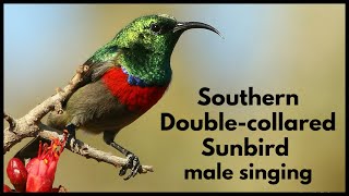 SOUTHERN DOUBLECOLLARED SUNBIRD male song [upl. by Enyledam]