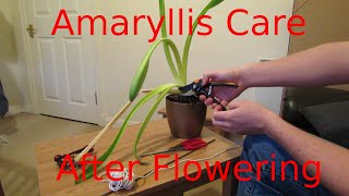 Amaryllis Care After Flowering [upl. by Stilwell59]