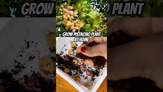 Grow your own Pistachio’s at home [upl. by Ysirhc]