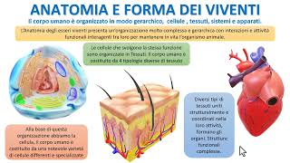 TESSUTI E ANATOMIA UMANA [upl. by Obaza]